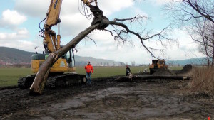 Baum in Vorbereitung