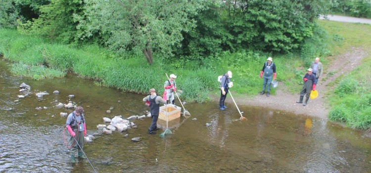 Untersuchungen zur Auswirkung des Kormorans auf den Fischbestand ausgewählter Thüringer Gewässer