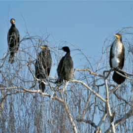 2. VO zur Änderung der Thüringer Kormoran-VO  veröffentlicht