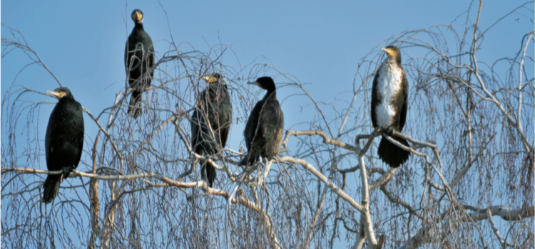 2. VO zur Änderung der Thüringer Kormoran-VO  veröffentlicht