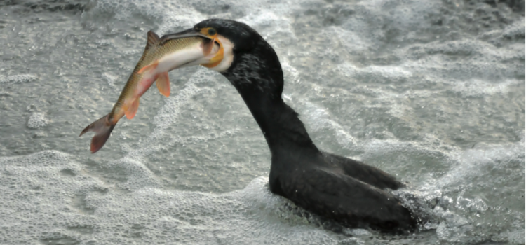 Aktuelles vom Kormoran an der Saale und der Weißen Elster im Januar 2017