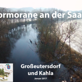 Kormorane an der Saale Tag 1 (Video)