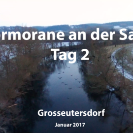 Kormorane an der Saale Tag 2 (Video)