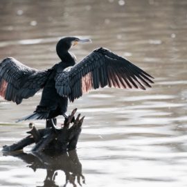 Fachvortrag “Kormoran” von Silvio Heidler