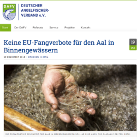 Keine EU-Fangverbote für den Aal in Binnengewässern