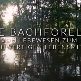 Die Bachforelle – Vom Lebewesen zum hochwertigen Lebensmittel