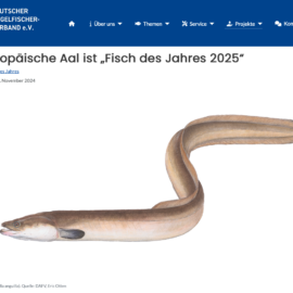 Fisch des Jahres 2024: Europäischer Aal (Anguilla anguilla)