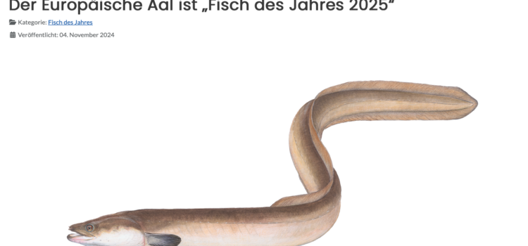 Fisch des Jahres 2024: Europäischer Aal (Anguilla anguilla)